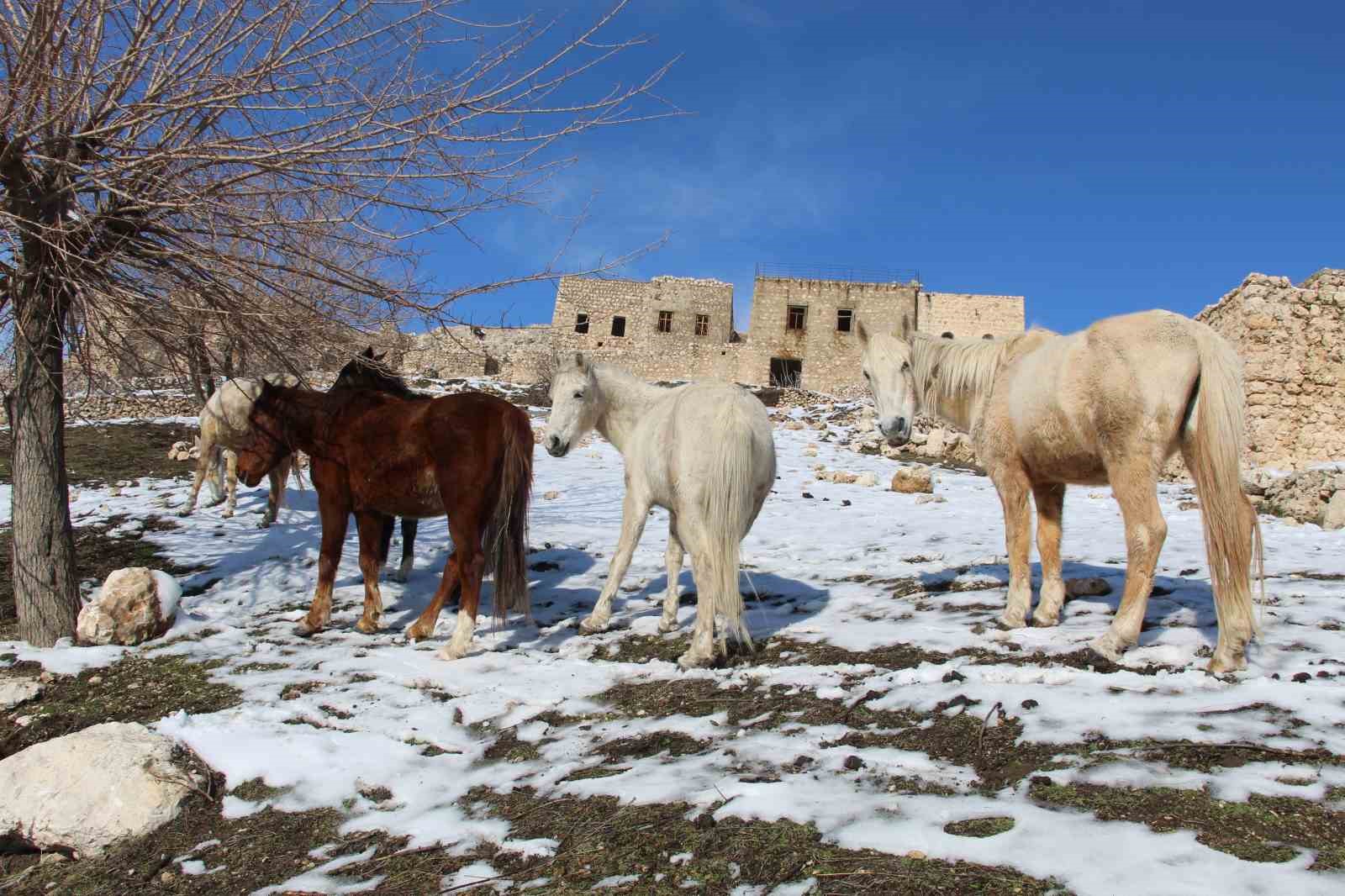 Yılkı atları fotoğrafçıların gözdesi oldu
