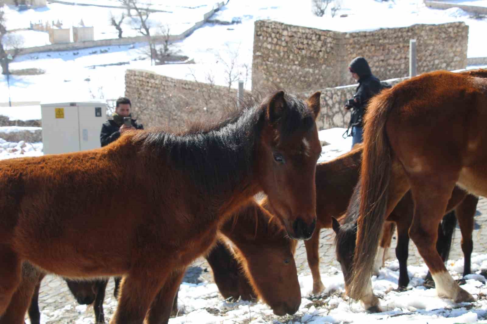 Yılkı atları fotoğrafçıların gözdesi oldu
