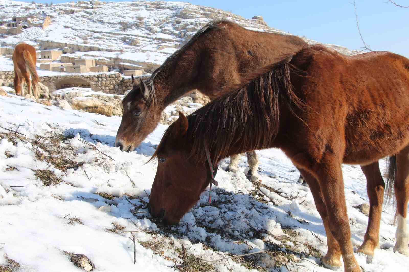 Yılkı atları fotoğrafçıların gözdesi oldu
