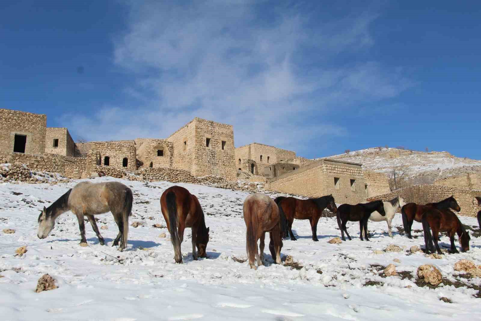 Yılkı atları fotoğrafçıların gözdesi oldu
