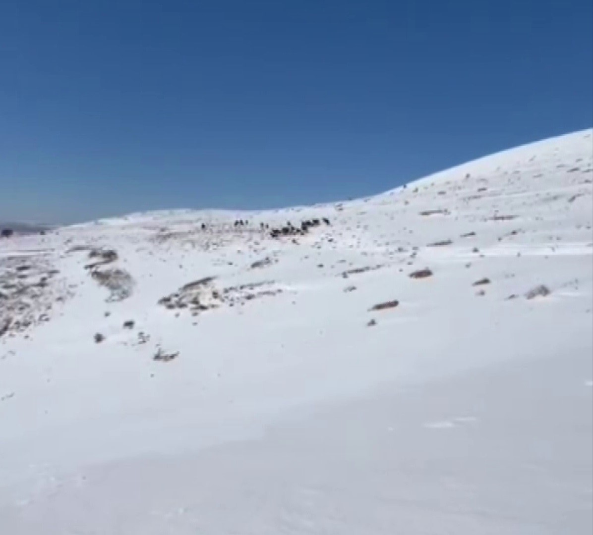 Yılkı atları karla kaplı doğada dans etti, o anlar cep telefonu kamerasına yansıdı
