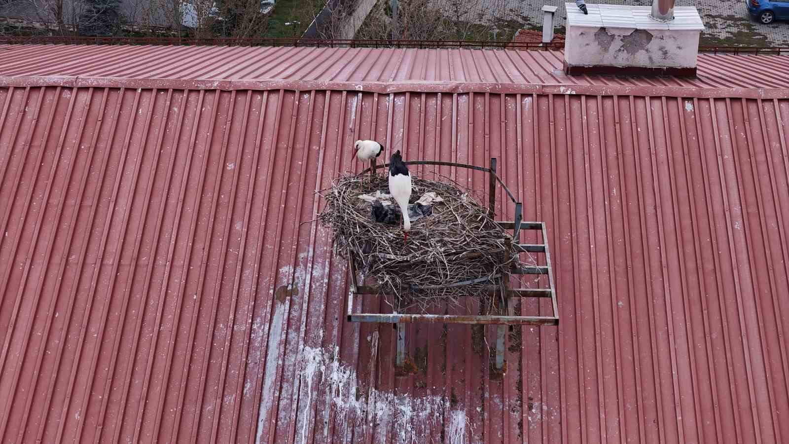 Yıllardır süren gelenek bozulmadı, Sivas’ın ‘Leylekli okulu’ misafirlerine kavuştu
