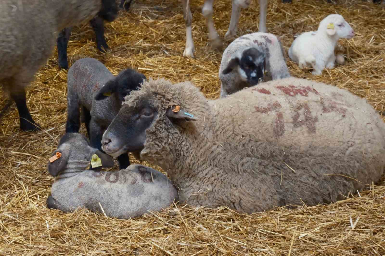Yılların Merinos Koyunu’na yeni etçil rakip geldi: Bandırma Koyunu
