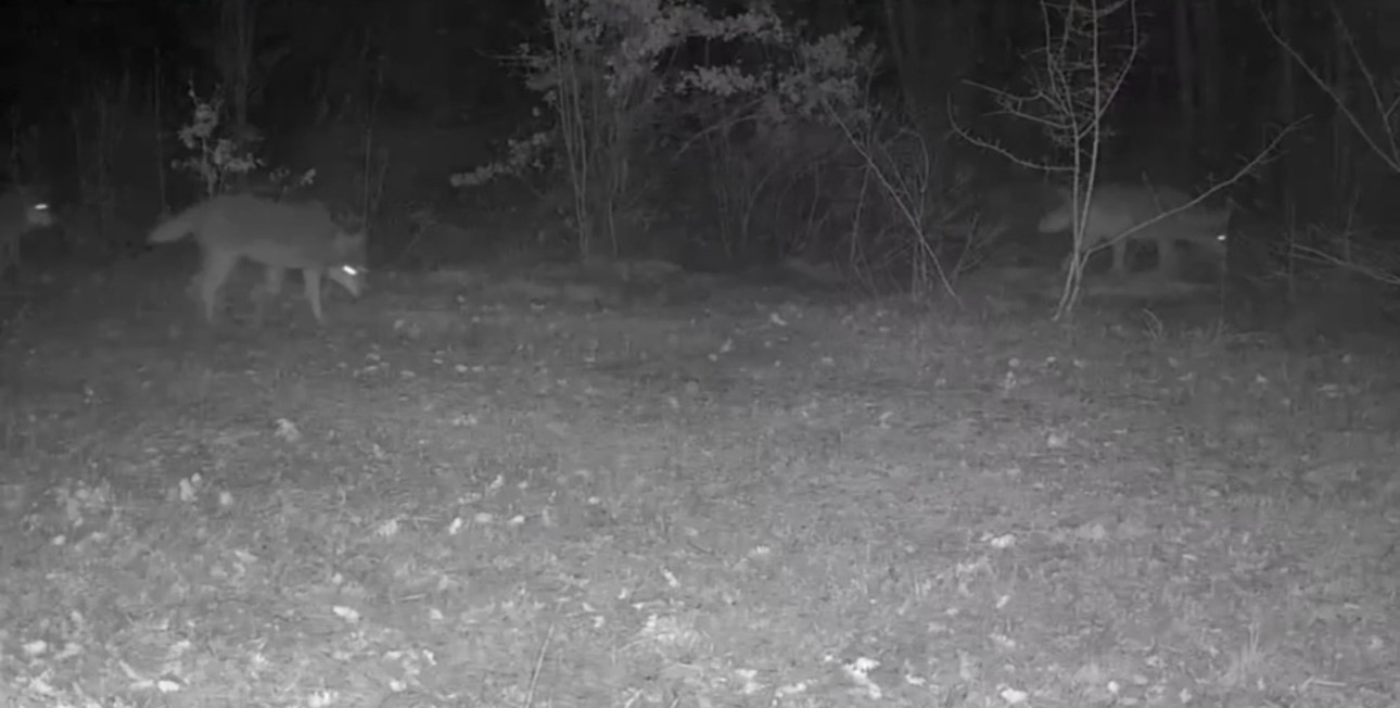 Yiyecek arayan yaban hayvanları fotokapanla görüntülendi
