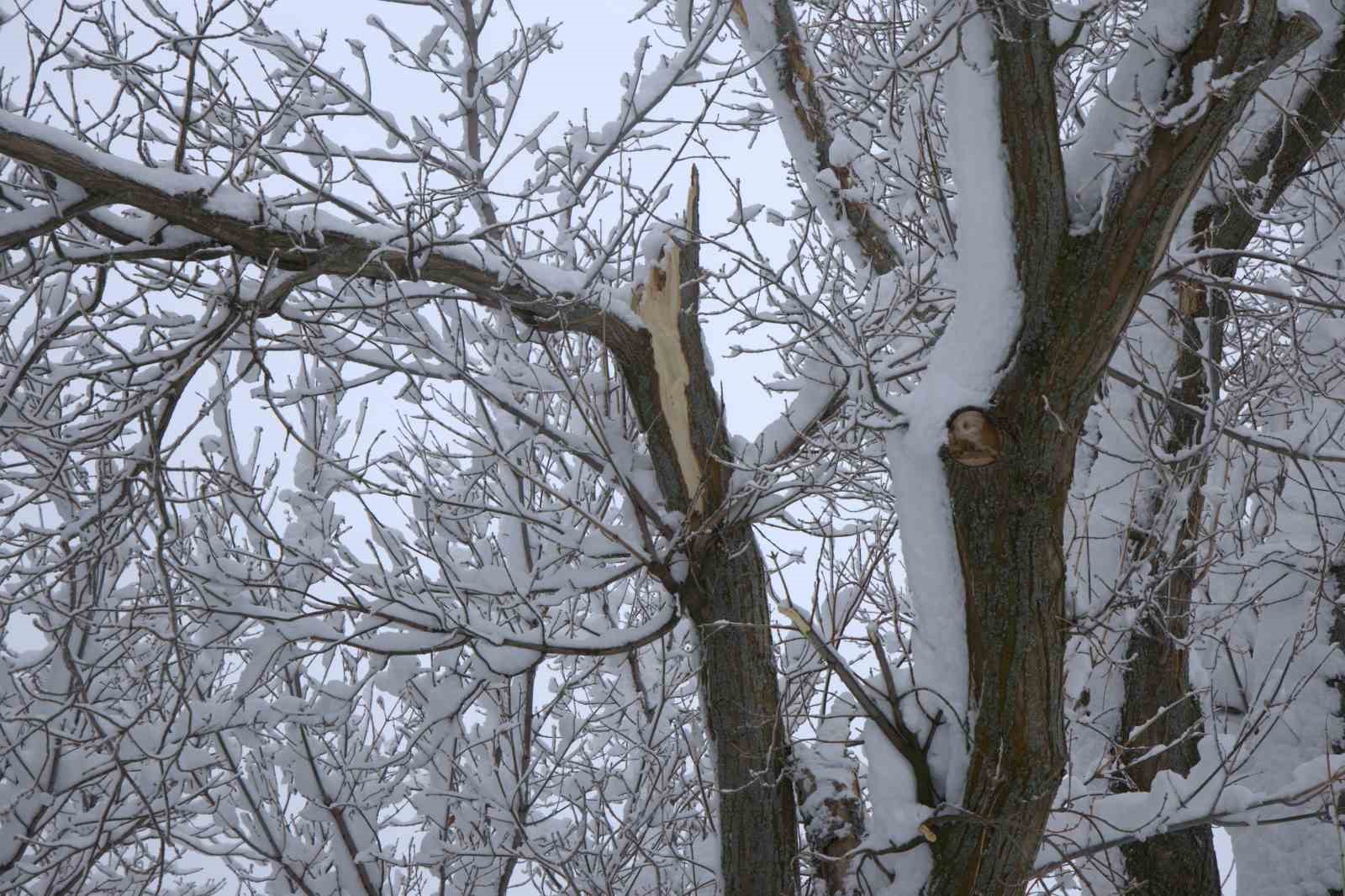 Yoğun kar yağışı Harput’ta çok sayıda ağacın dallarını kırdı
