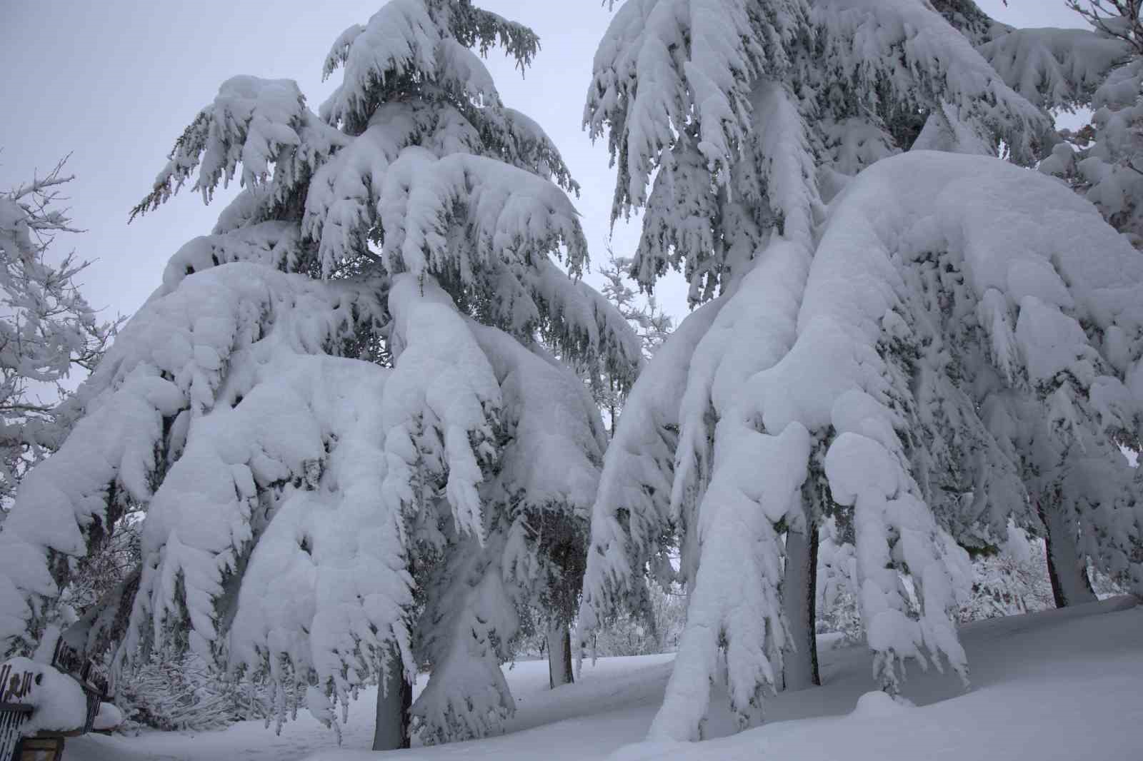 Yoğun kar yağışı Harput’ta çok sayıda ağacın dallarını kırdı
