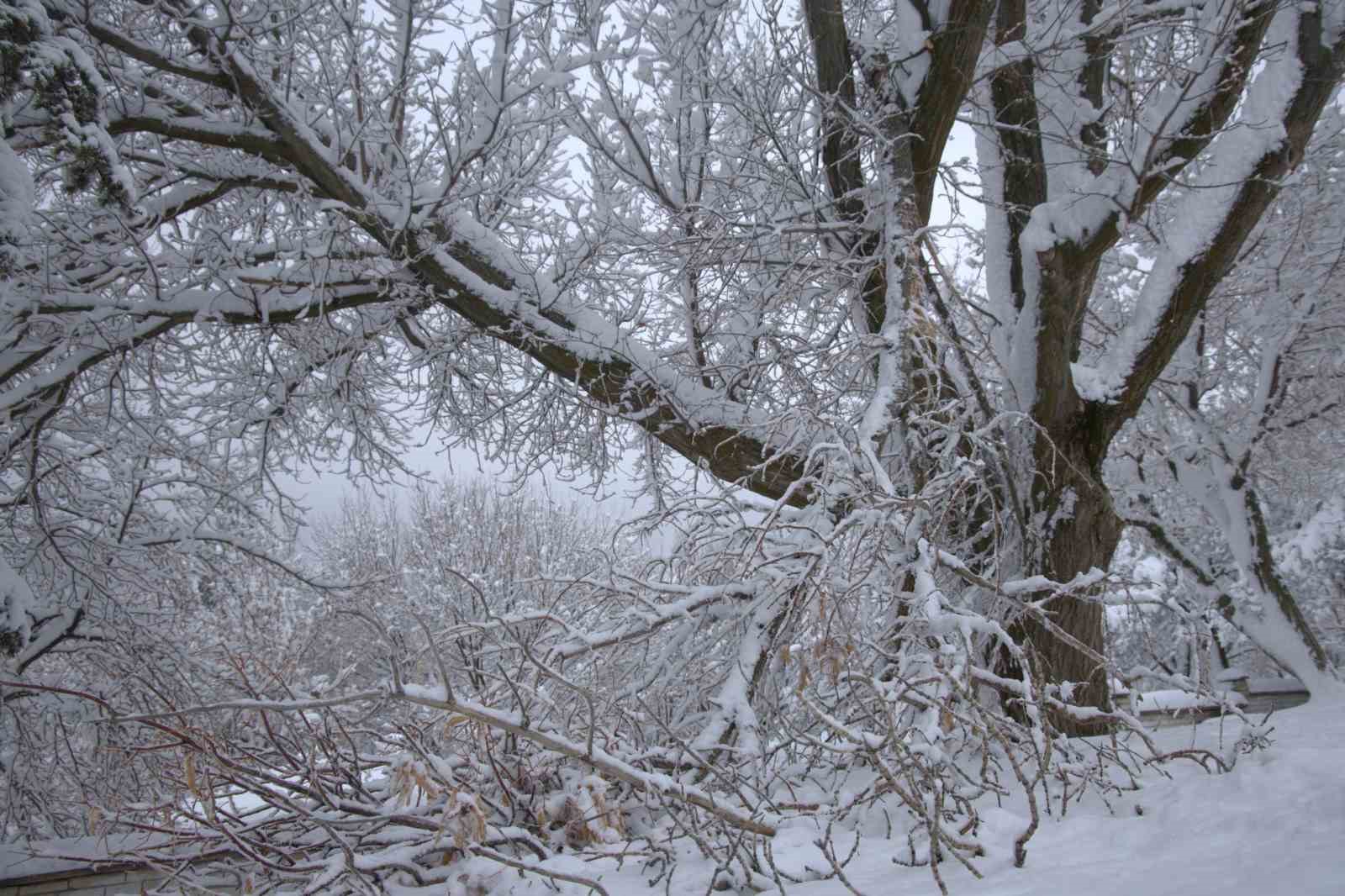 Yoğun kar yağışı Harput’ta çok sayıda ağacın dallarını kırdı
