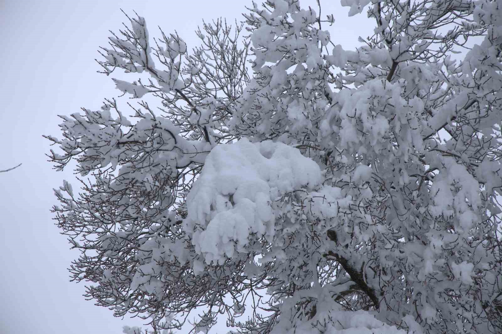 Yoğun kar yağışı Harput’ta çok sayıda ağacın dallarını kırdı
