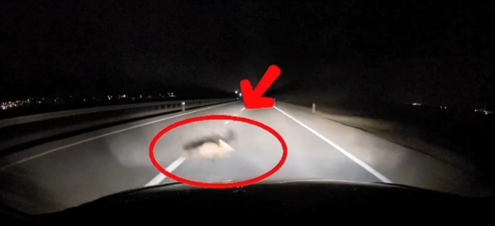Yola atlayan tilkiye araç çarptı
