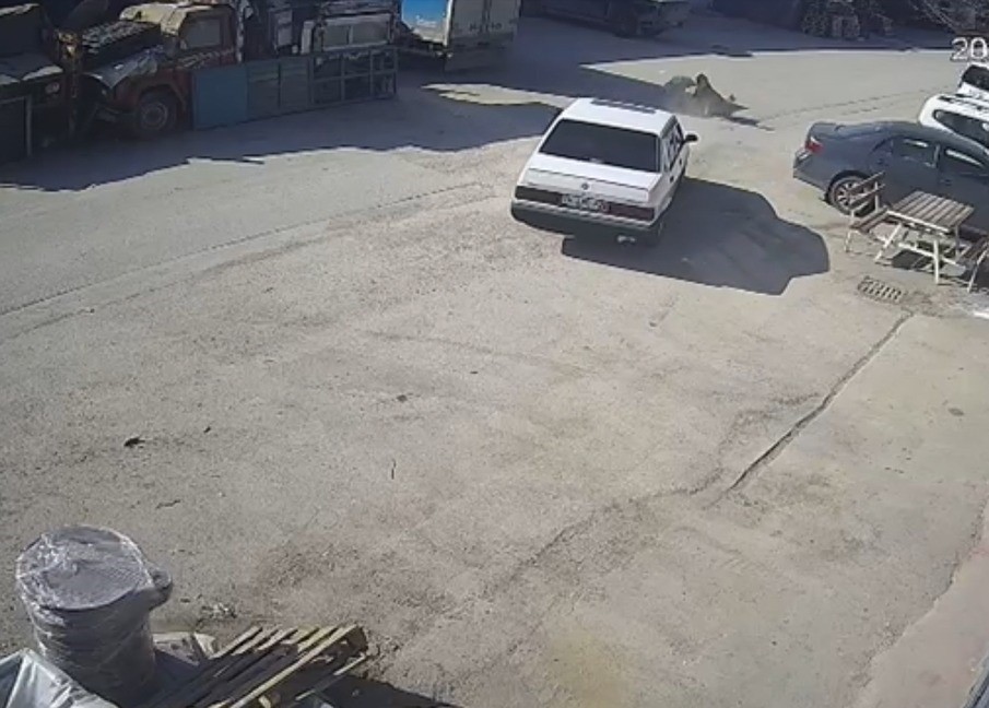 Yolda yatan köpeği ezdi, arkasına bakmadan uzaklaştı
