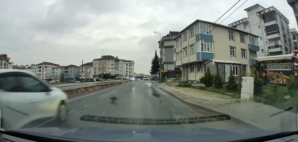Yoldan geçerken arabanın altında kalan kedi koşarak kaçtı: O anlar araç kamerasına saniye saniye yansıdı
