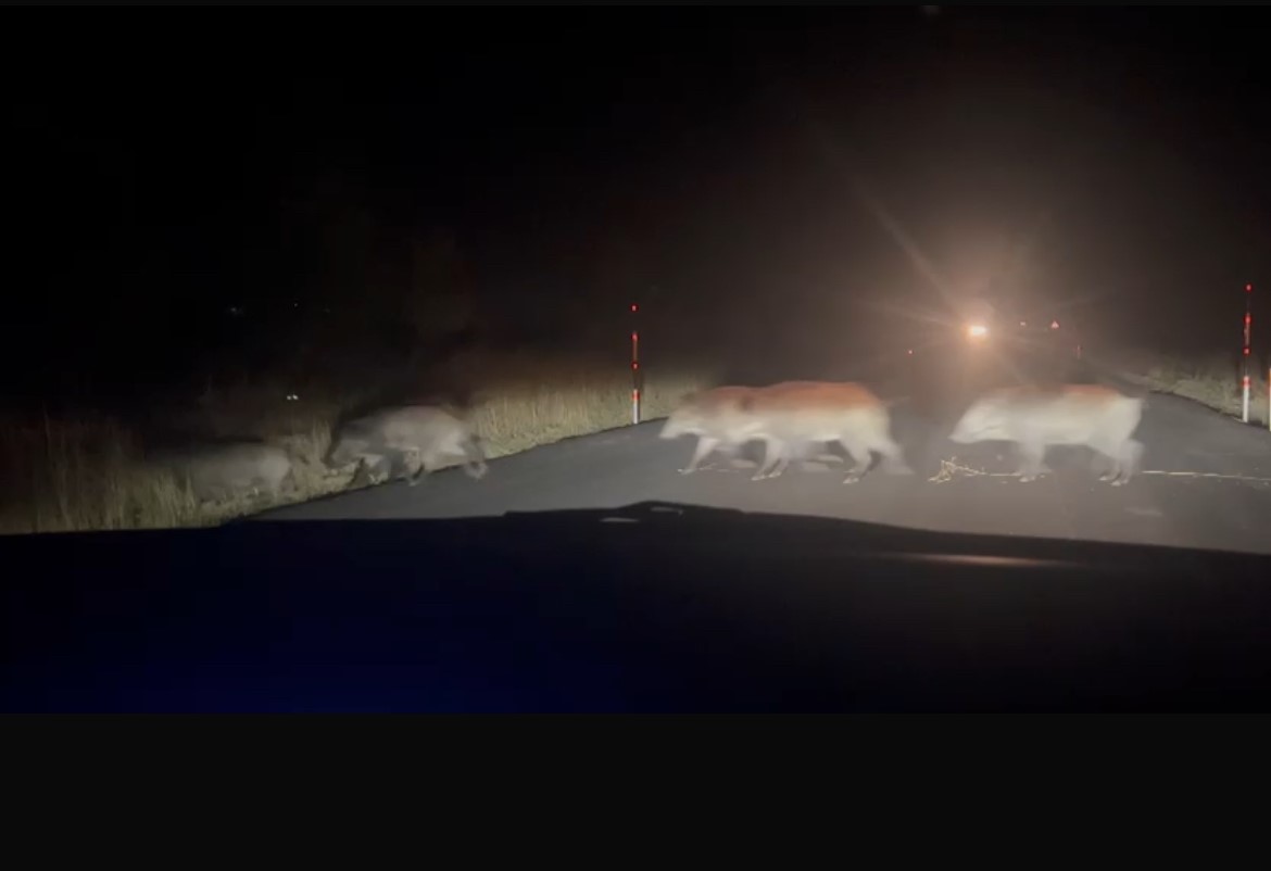 Yolun karşısına geçen domuz sürüsü şaşırttı
