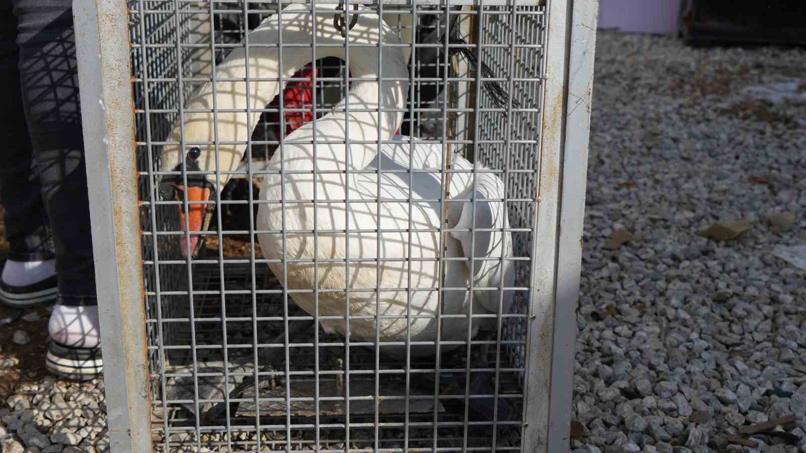 Yolunu şaşıran kuğu, Ankara’da bir evin bahçesine düştü
