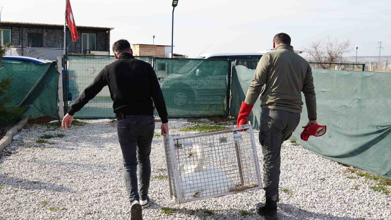 Yolunu şaşıran kuğu, Ankara’da bir evin bahçesine düştü
