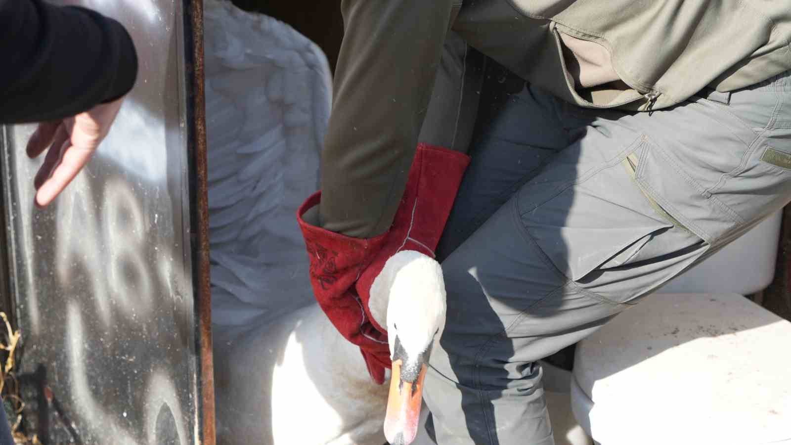 Yolunu şaşıran kuğu, Ankara’da bir evin bahçesine düştü
