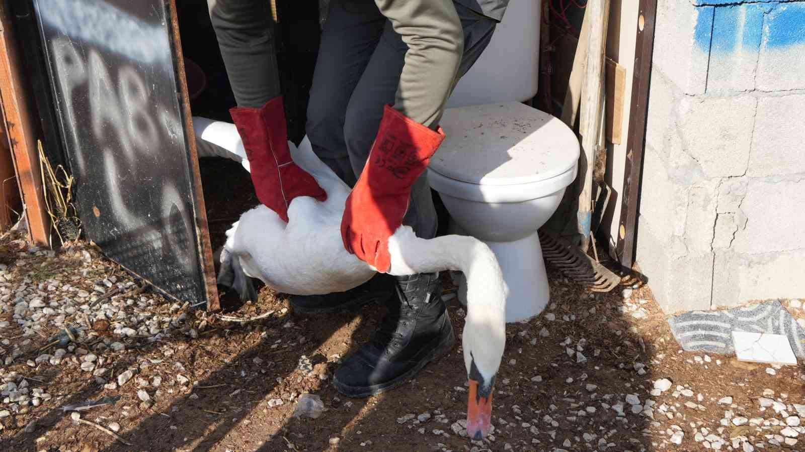 Yolunu şaşıran kuğu, Ankara’da bir evin bahçesine düştü
