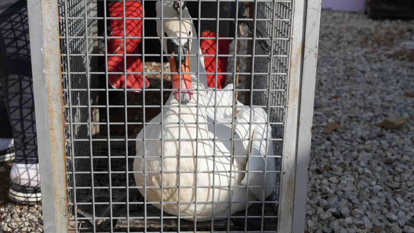 Yolunu şaşıran kuğu, Ankara’da bir evin bahçesine düştü
