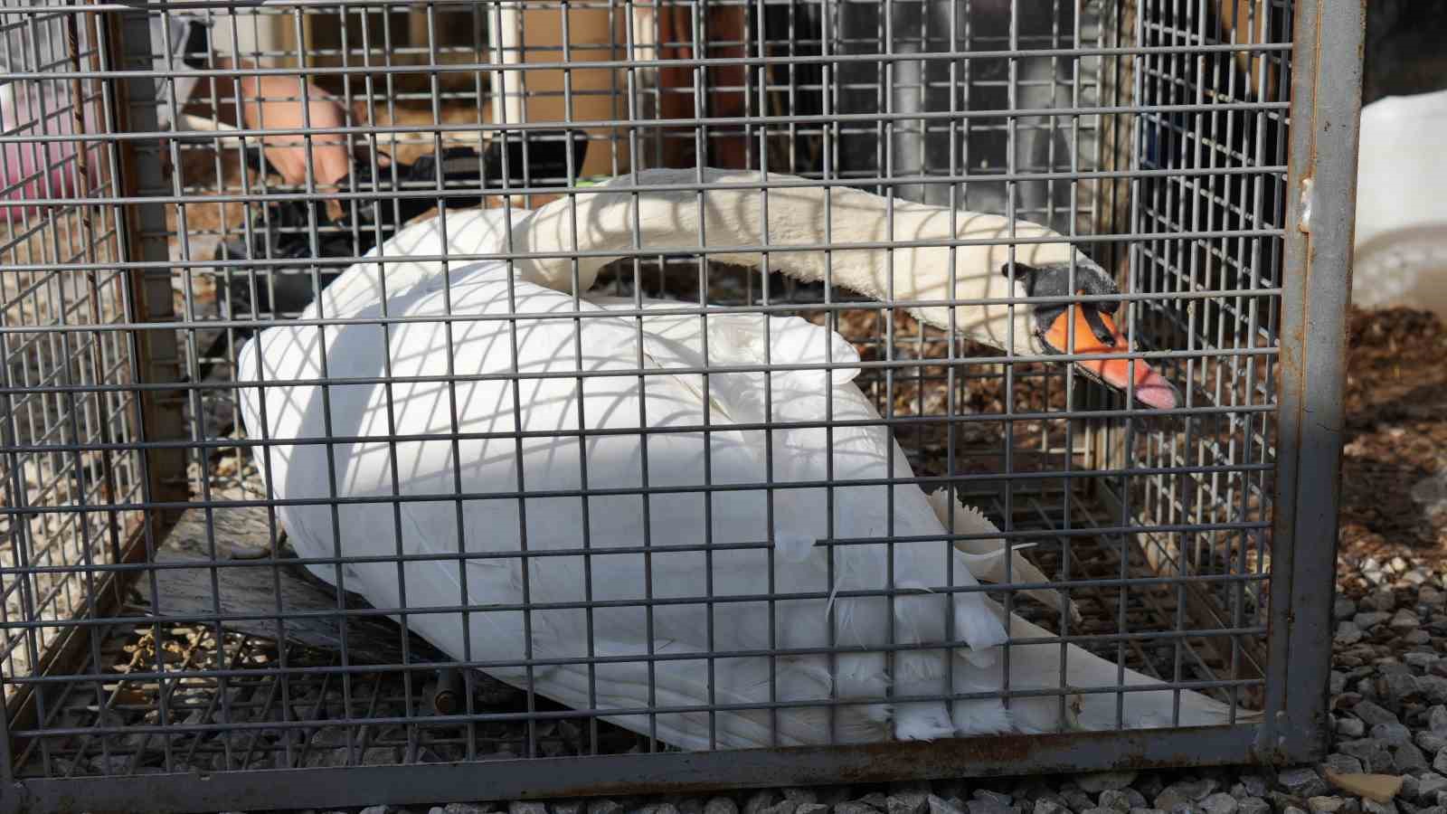 Yolunu şaşıran kuğu, Ankara’da bir evin bahçesine düştü
