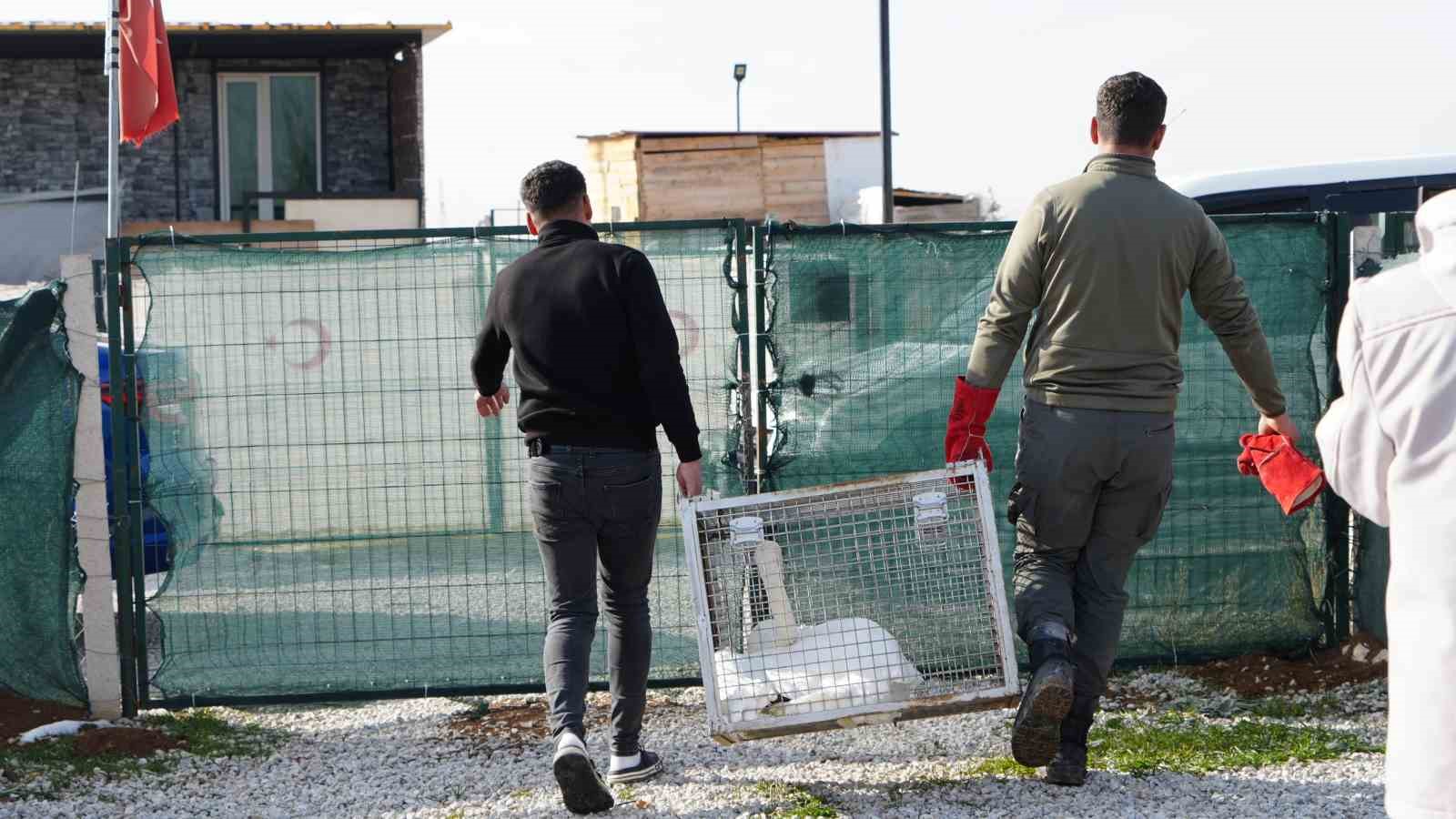 Yolunu şaşıran kuğu, Ankara’da bir evin bahçesine düştü
