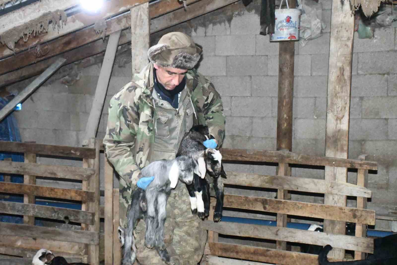 Yozgatlı keçi yetiştiricisi kireçli yöntemle hayvan kayıplarını önledi

