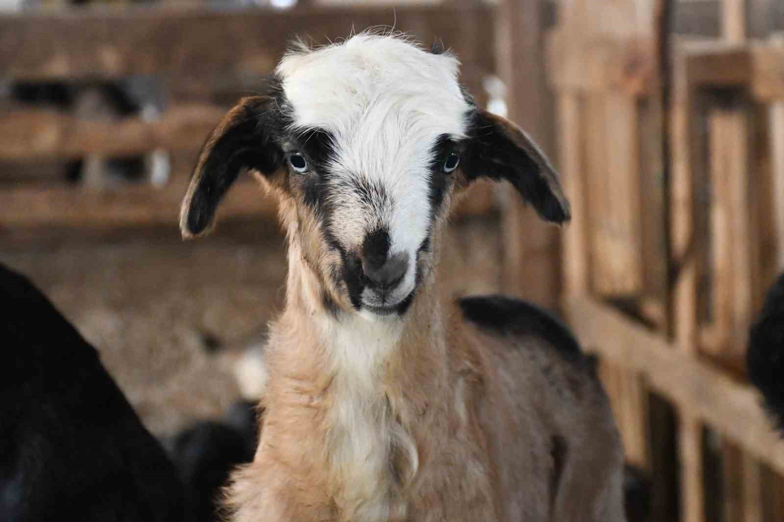Yozgatlı keçi yetiştiricisi kireçli yöntemle hayvan kayıplarını önledi
