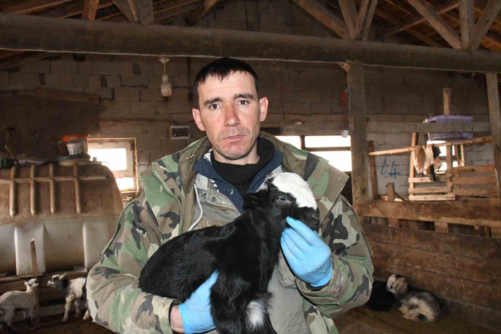 Yozgatlı keçi yetiştiricisi kireçli yöntemle hayvan kayıplarını önledi
