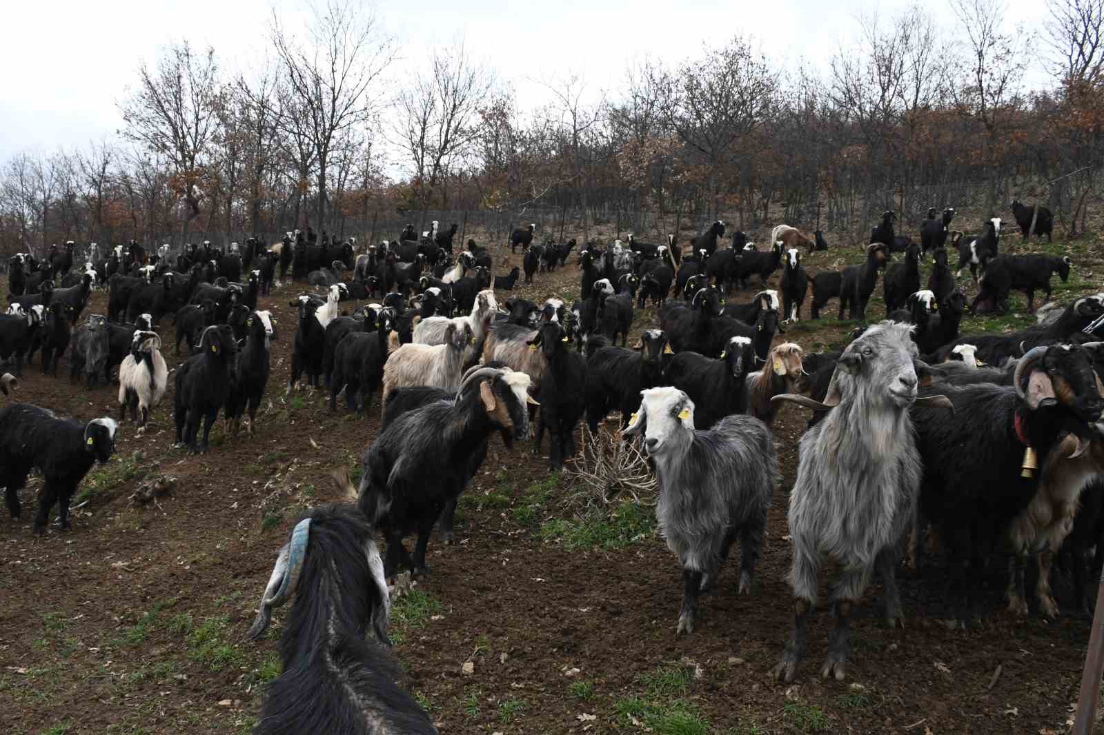 Yozgatlı keçi yetiştiricisi kireçli yöntemle hayvan kayıplarını önledi
