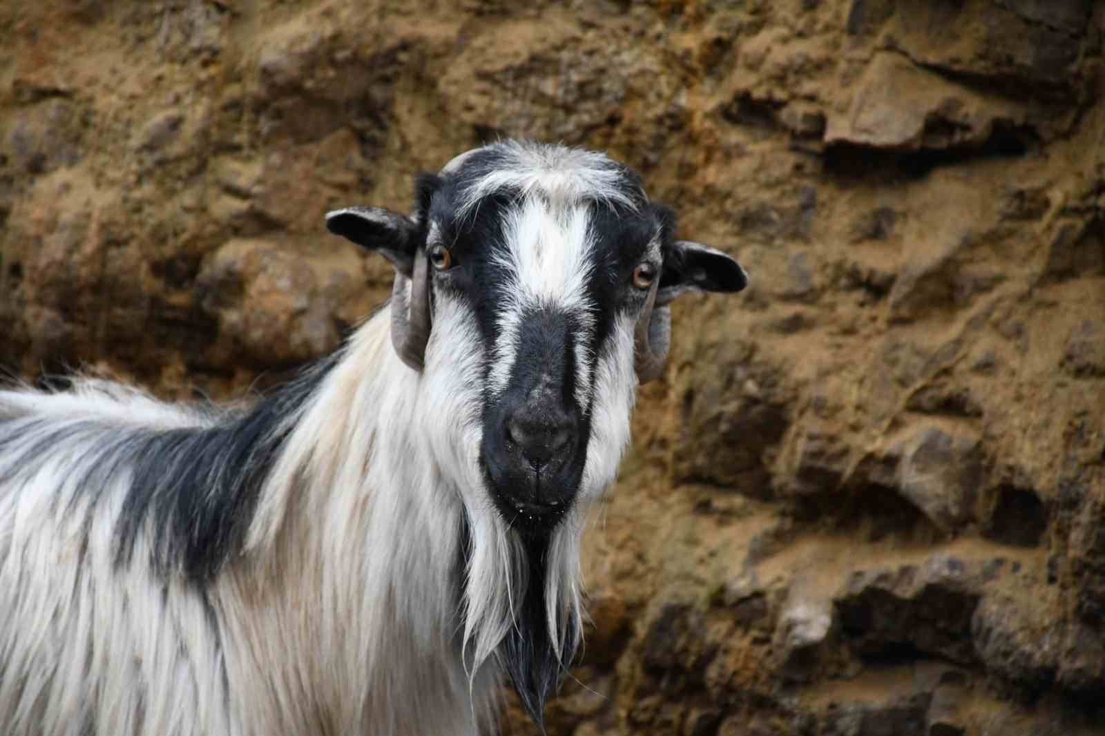Yozgatlı keçi yetiştiricisi kireçli yöntemle hayvan kayıplarını önledi
