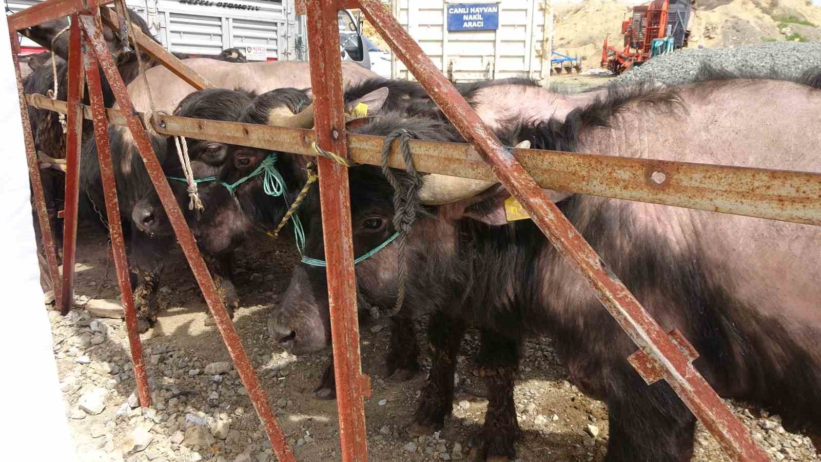 Yozgat’ta 20 manda üreticilere teslim edildi
