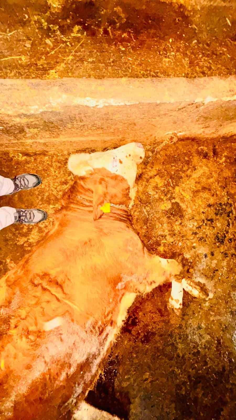 Yozgat’ta ahırlara yıldırım düştü, hayvanlar telef oldu
