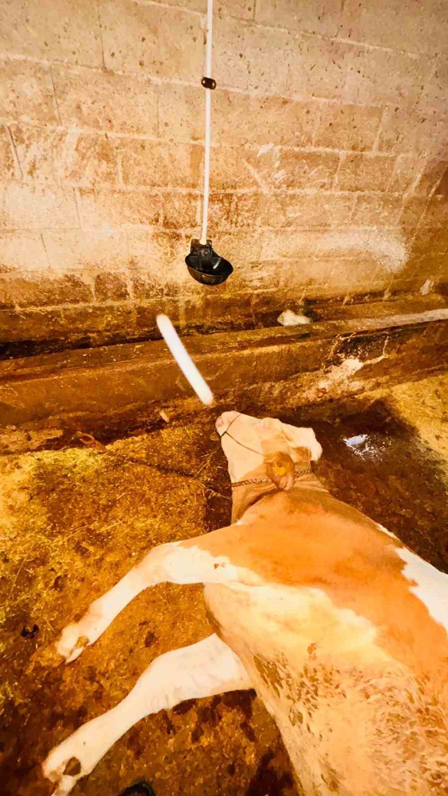 Yozgat’ta ahırlara yıldırım düştü, hayvanlar telef oldu
