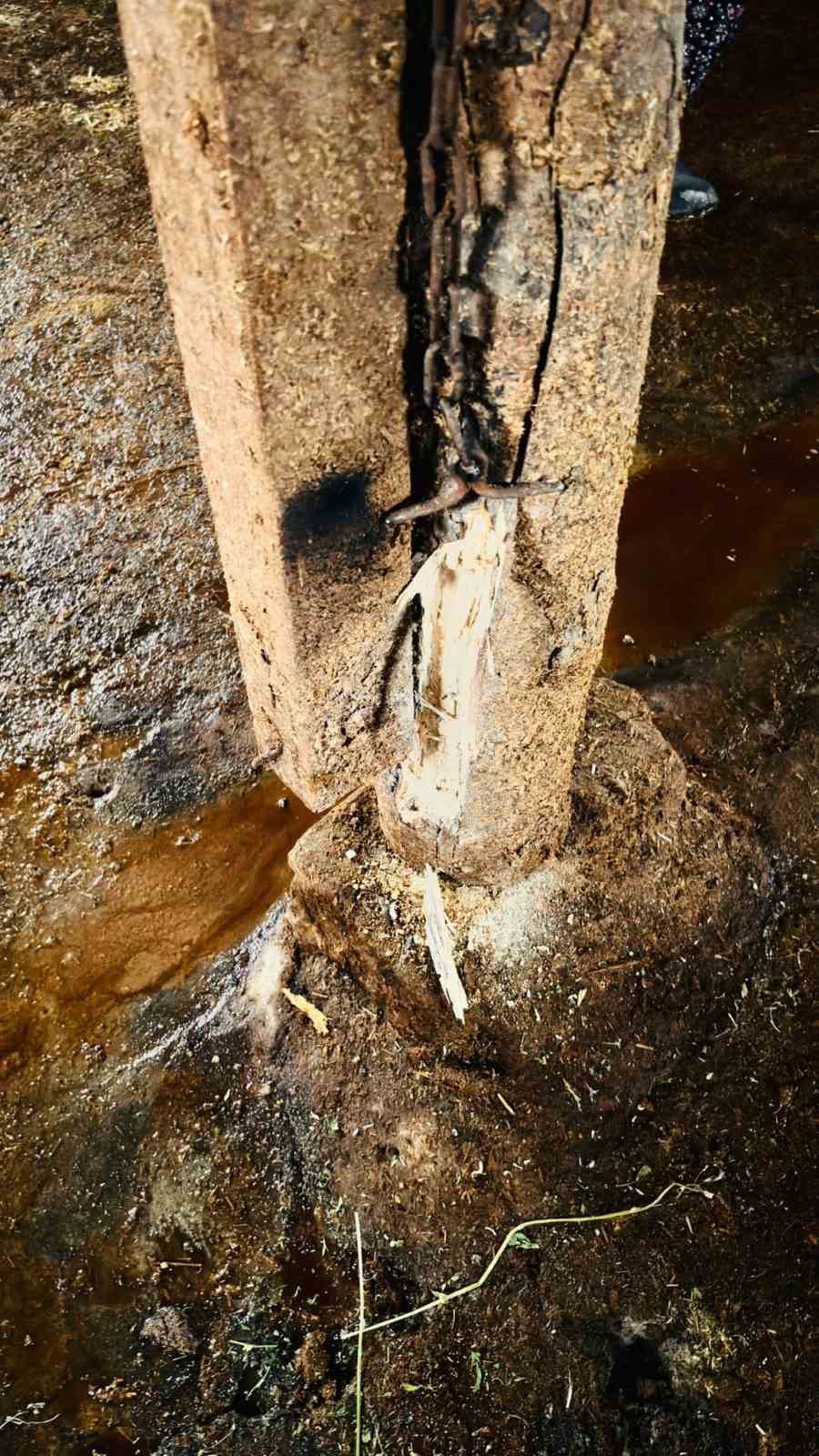 Yozgat’ta ahırlara yıldırım düştü, hayvanlar telef oldu
