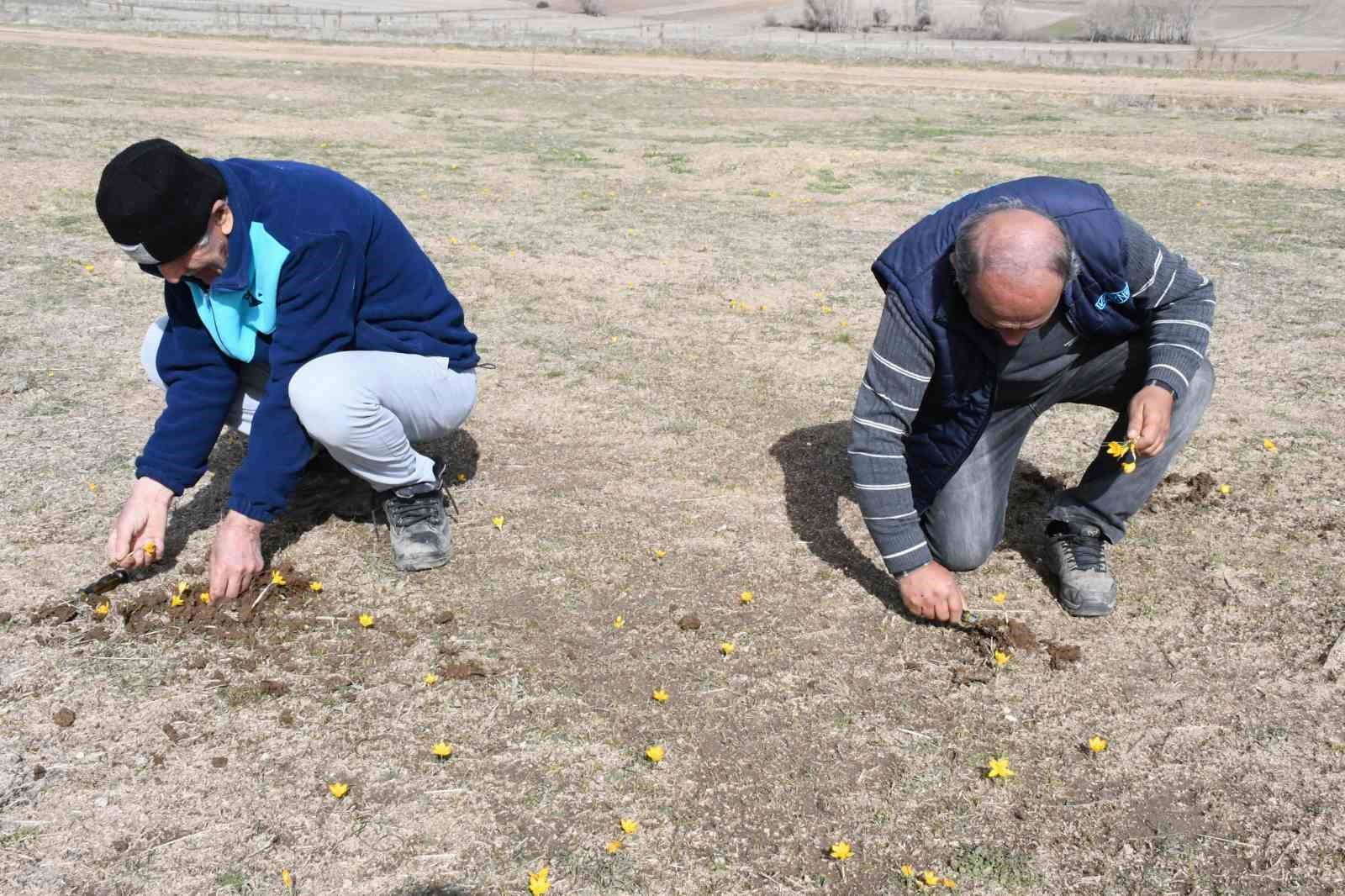 Yozgat’ta bu yıl çiğdemler baharı erkenden müjdeledi
