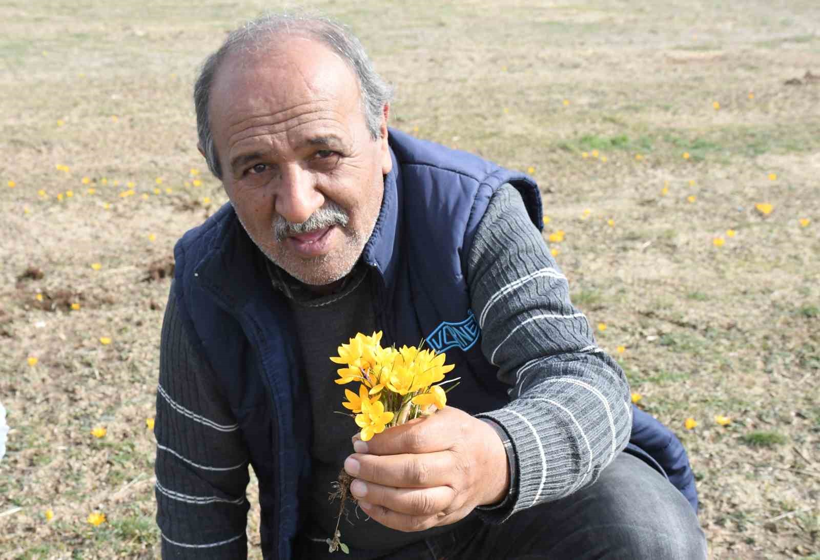 Yozgat’ta bu yıl çiğdemler baharı erkenden müjdeledi
