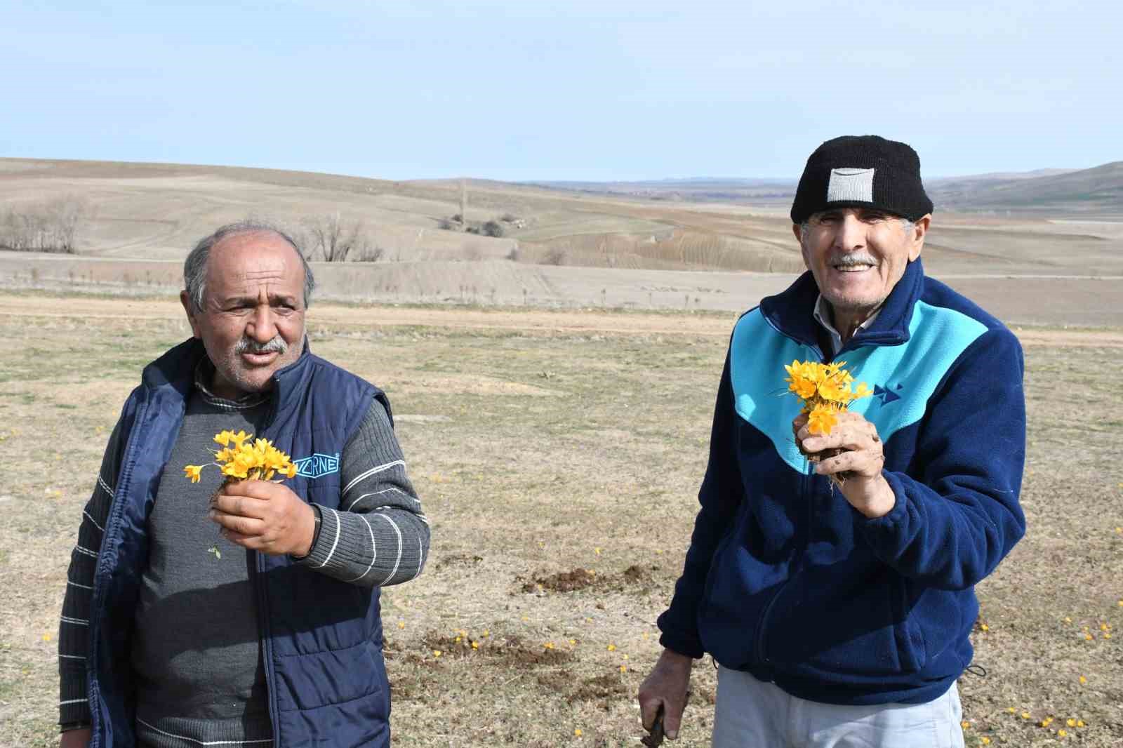 Yozgat’ta bu yıl çiğdemler baharı erkenden müjdeledi
