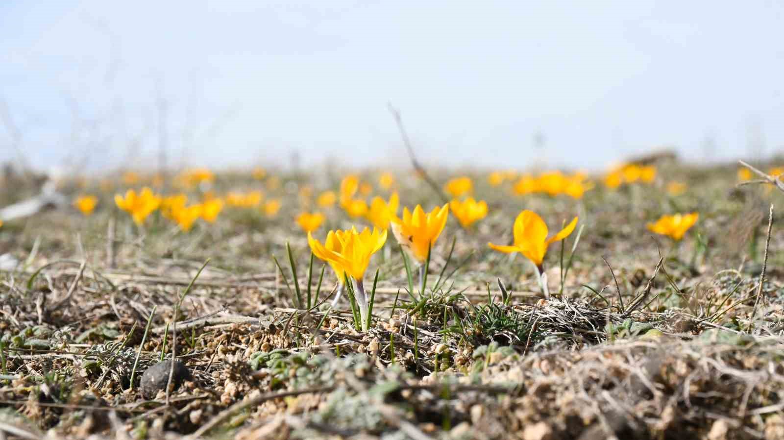 Yozgat’ta bu yıl çiğdemler baharı erkenden müjdeledi
