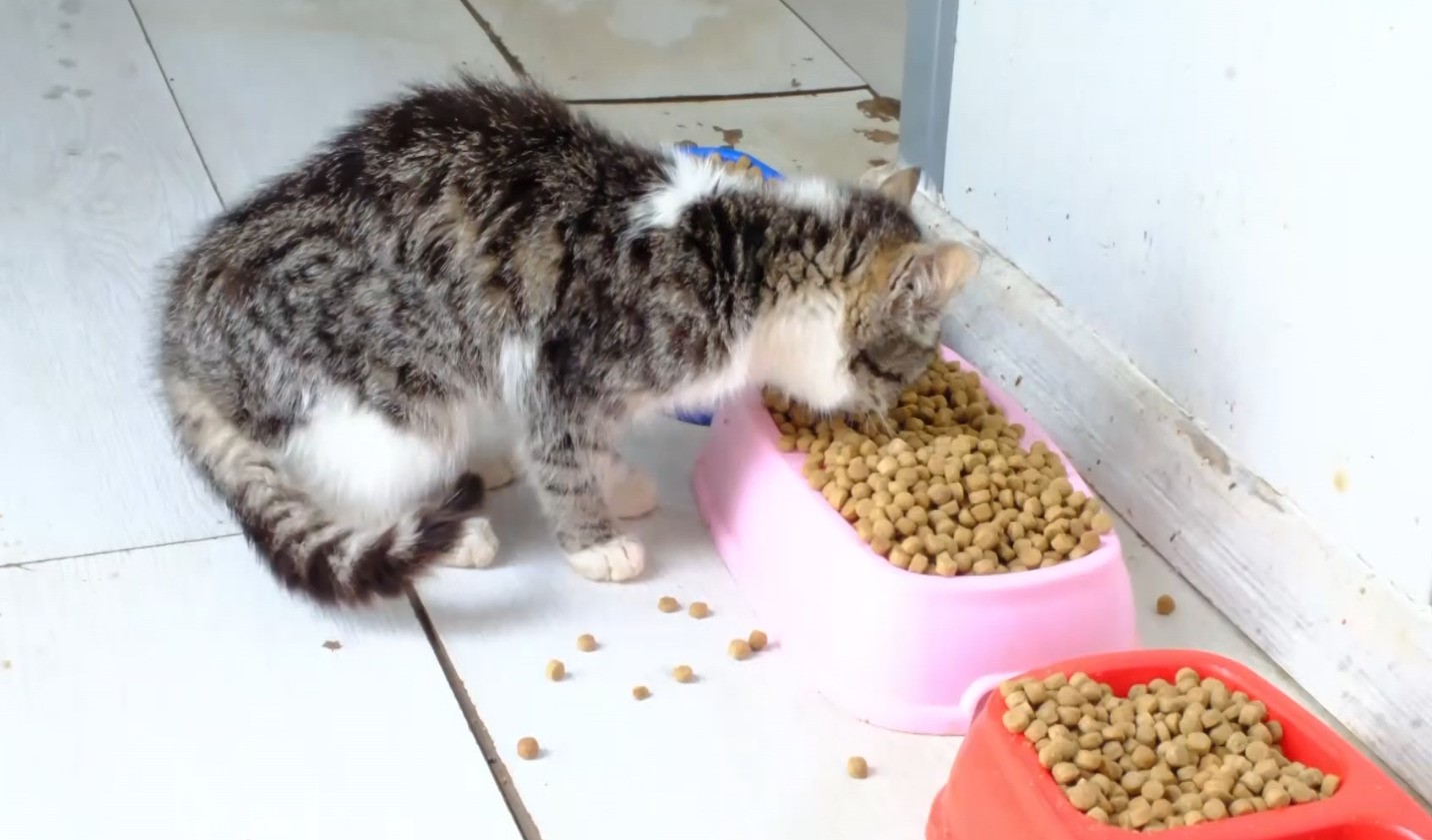 Yozgat’ta günlük bin 500 kilogram kapasiteli mama üretim tesisi faaliyete geçti
