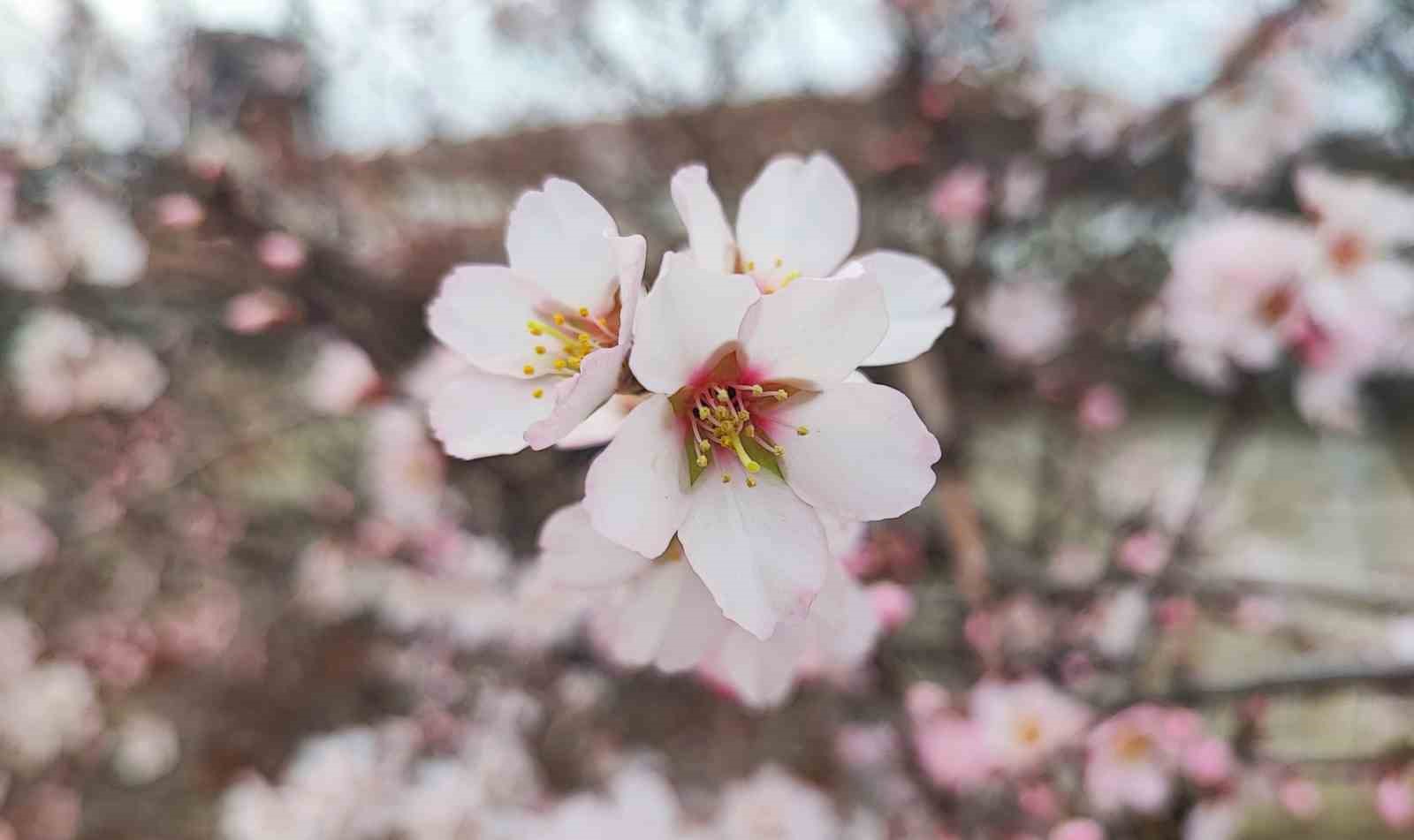Yozgat’ta mart ayında bahar tablosu

