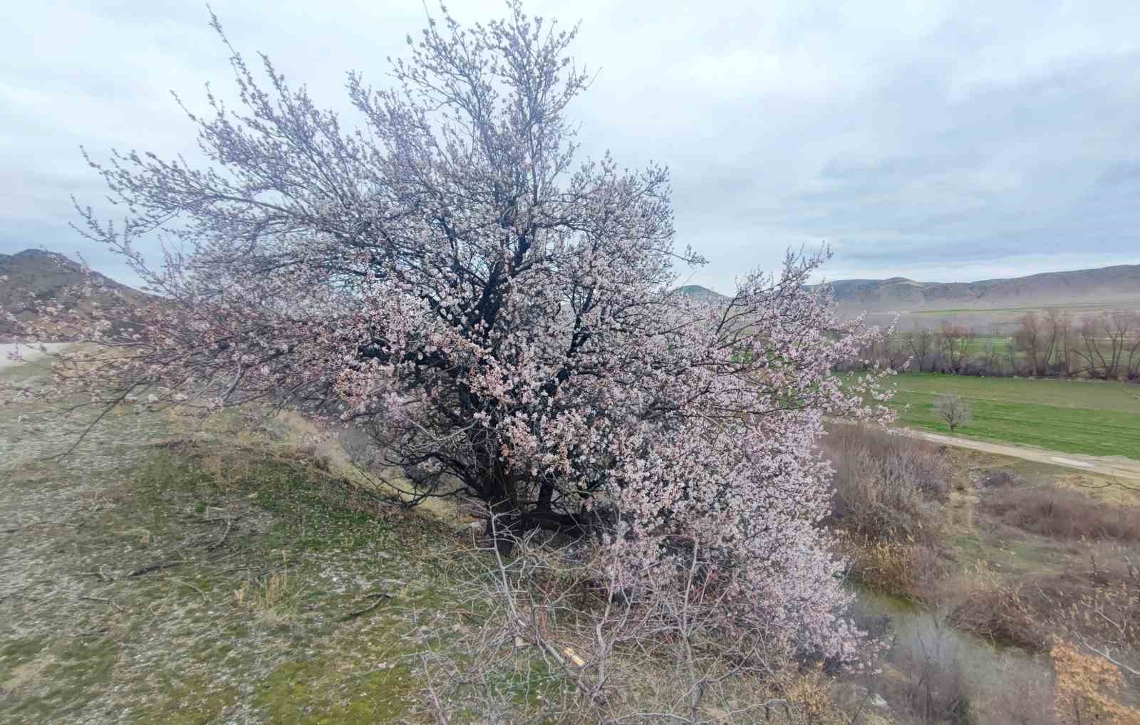 Yozgat’ta mart ayında bahar tablosu
