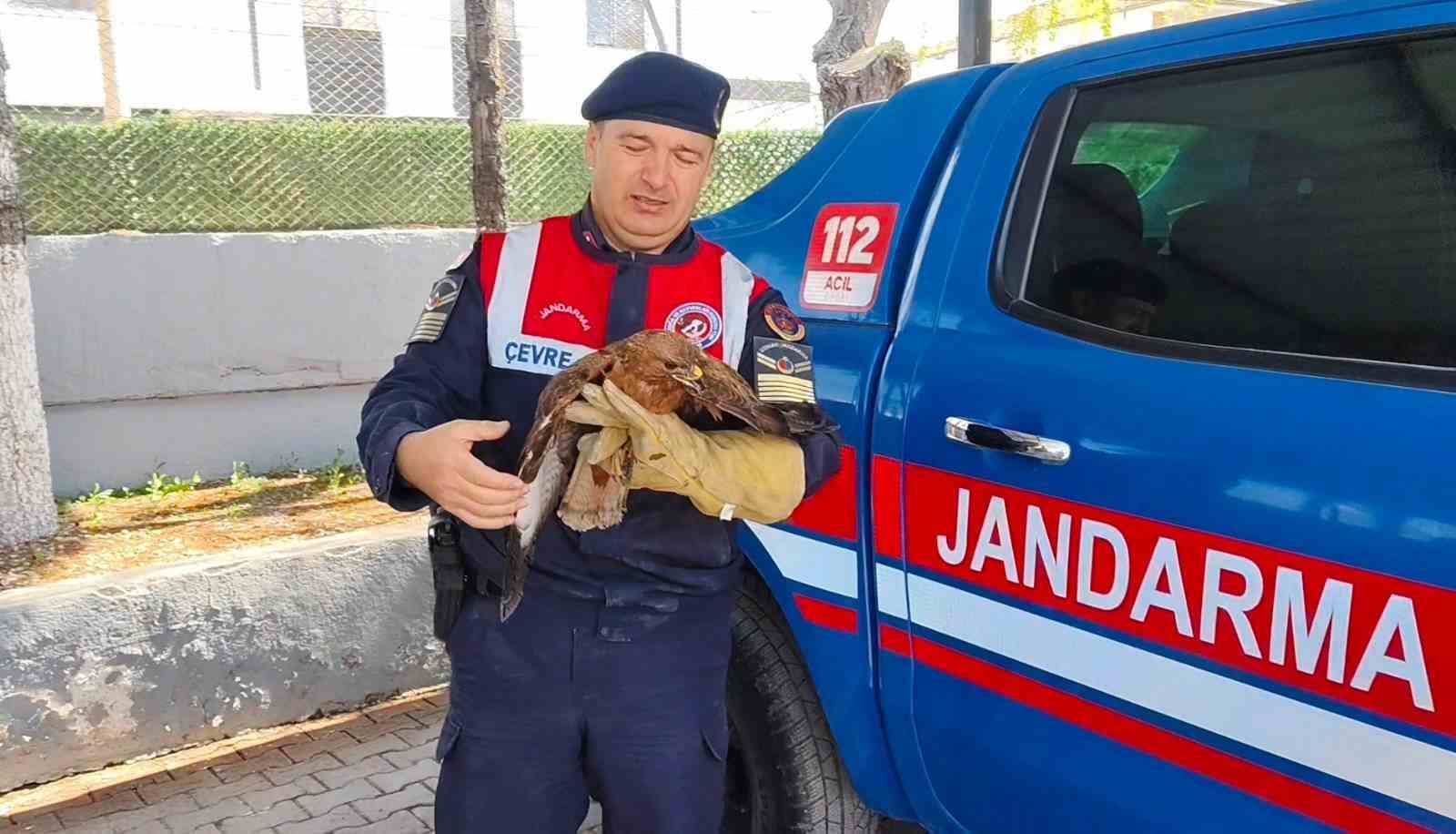Yozgat’ta yaralı şahin koruma altına alındı
