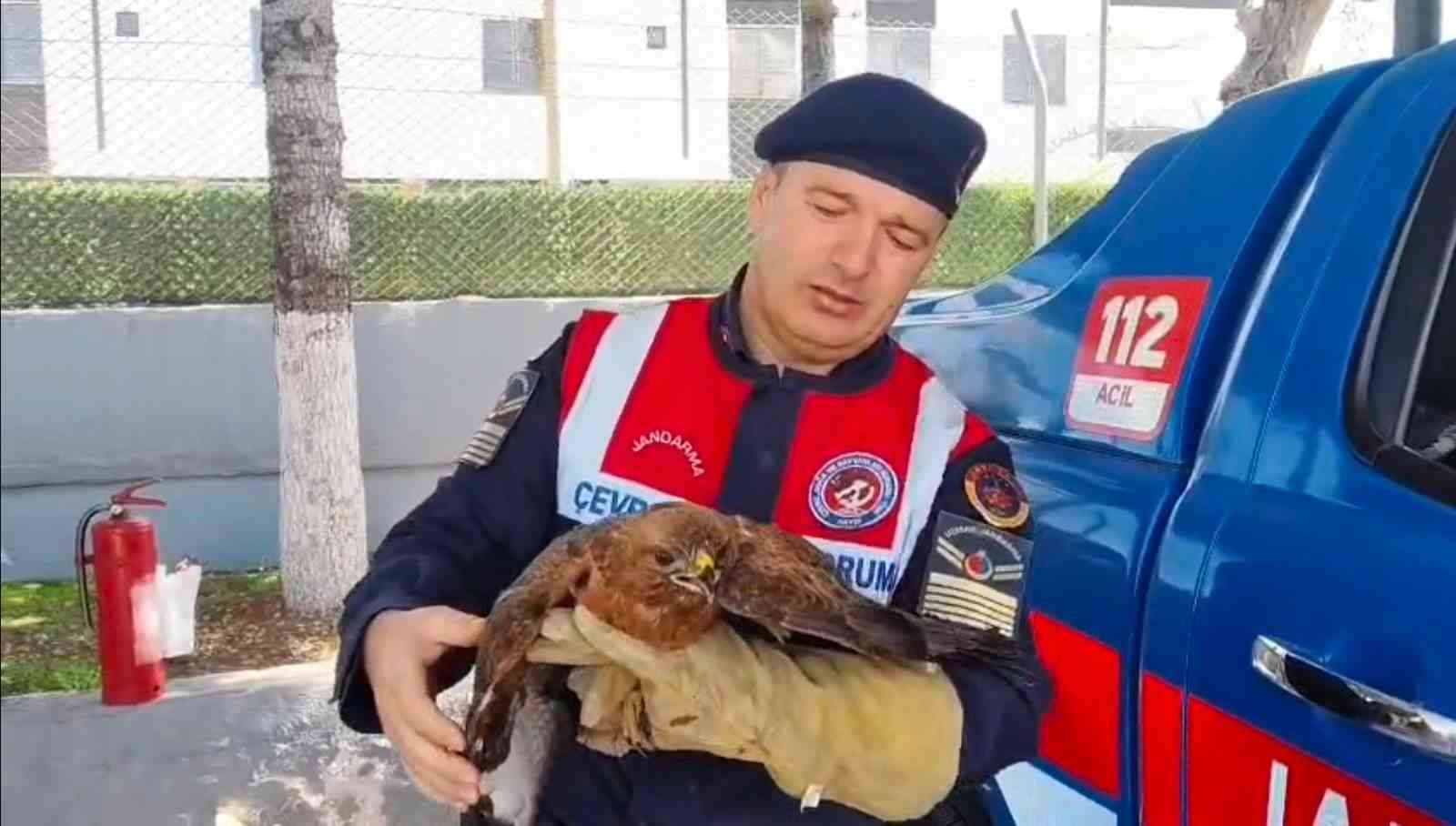 Yozgat’ta yaralı şahin koruma altına alındı
