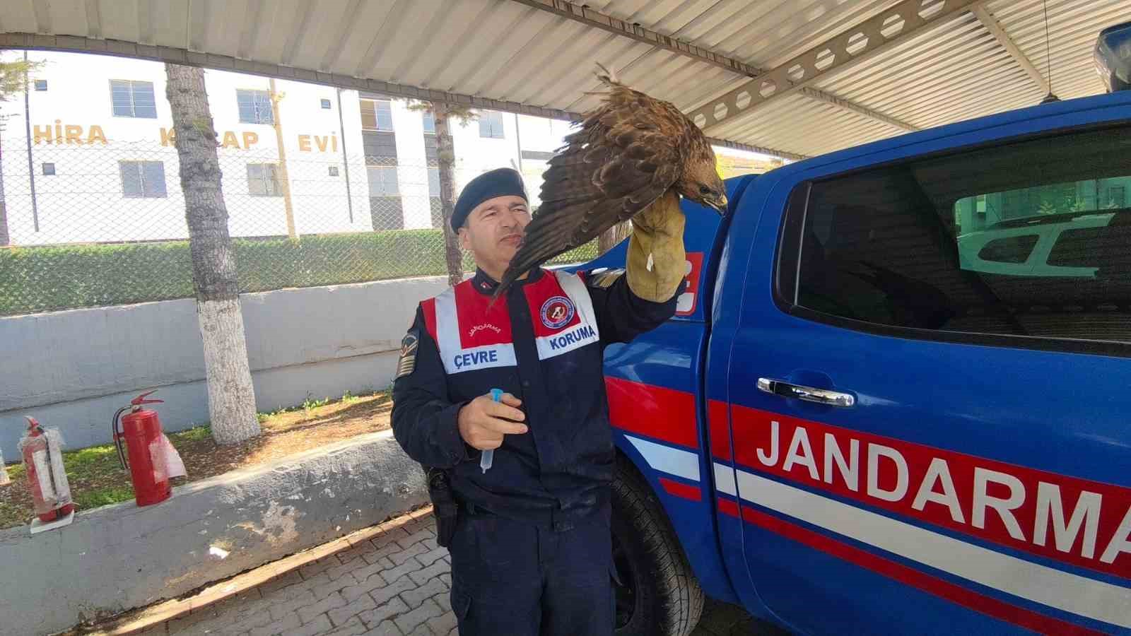 Yozgat’ta yaralı şahin koruma altına alındı

