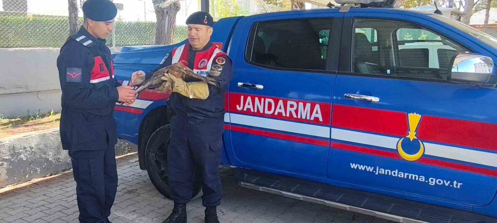 Yozgat’ta yaralı şahin koruma altına alındı
