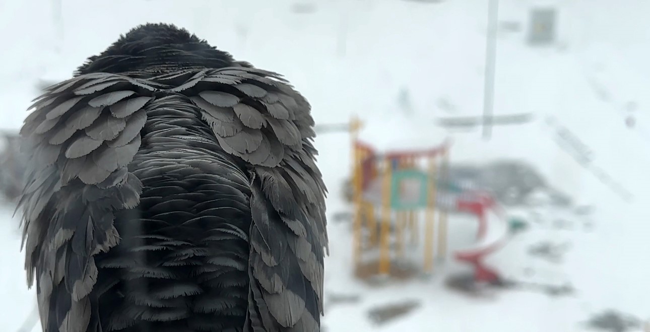 Yüksekova nisan ayında karla kaplandı
