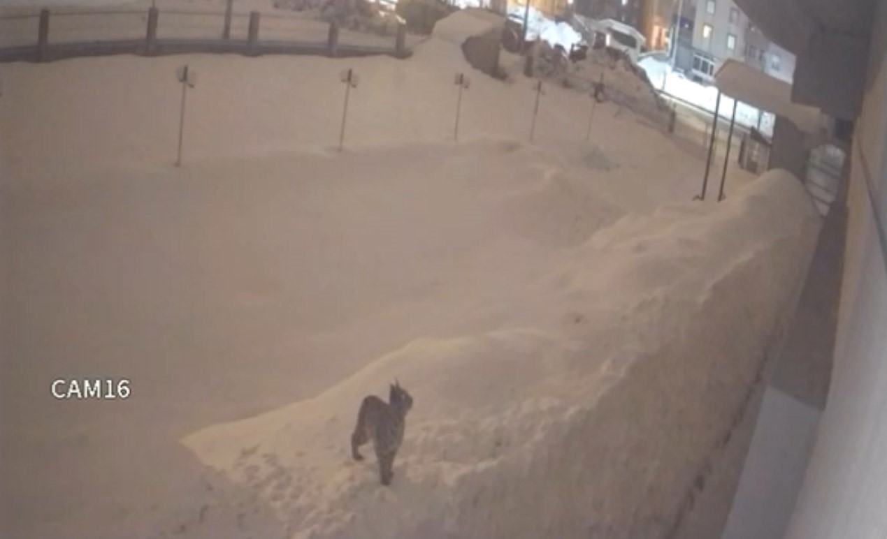 Yüksekova şehir merkezinde vaşak görüntülendi
