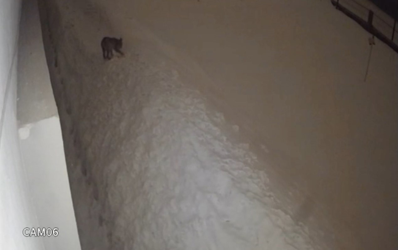 Yüksekova şehir merkezinde vaşak görüntülendi
