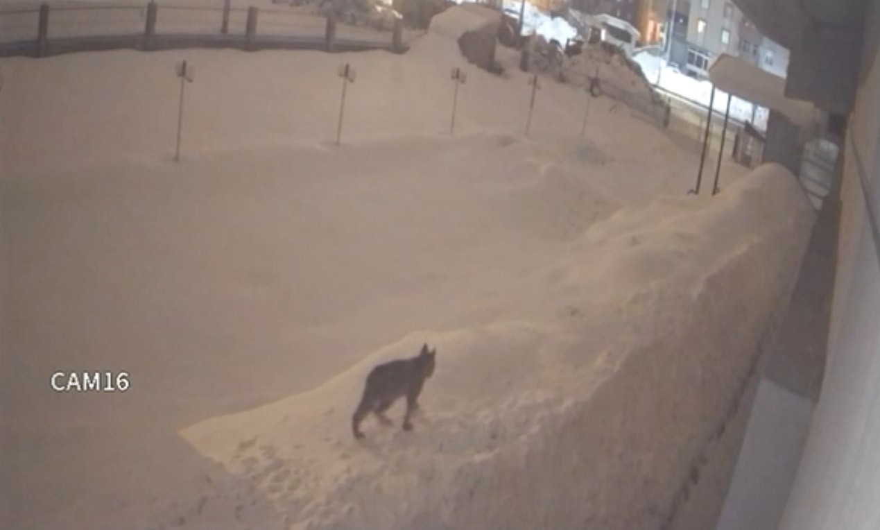 Yüksekova şehir merkezinde vaşak görüntülendi
