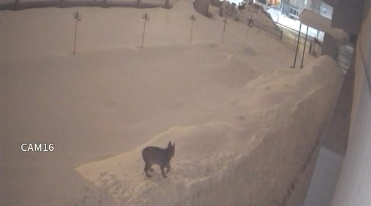 Yüksekova şehir merkezinde vaşak görüntülendi
