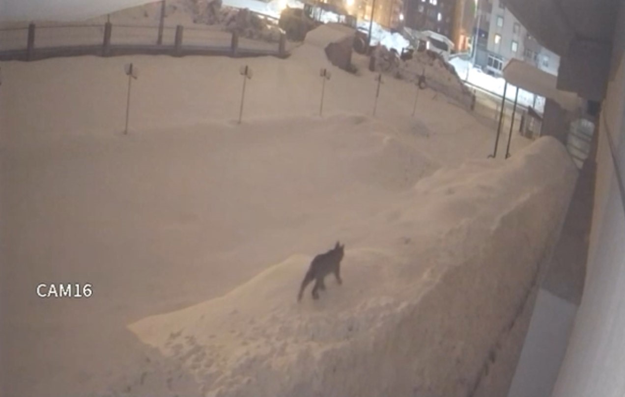 Yüksekova şehir merkezinde vaşak görüntülendi
