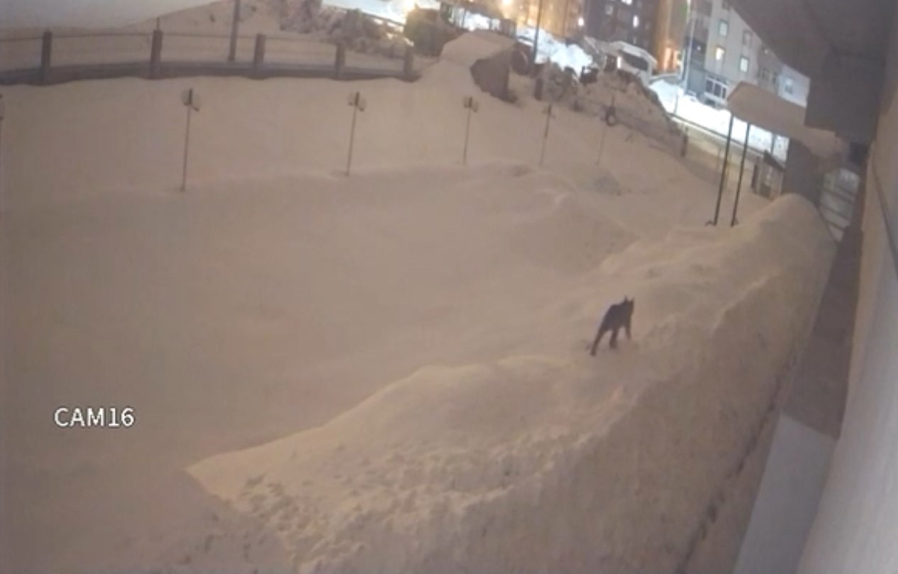 Yüksekova şehir merkezinde vaşak görüntülendi
